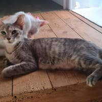 ALYSSE, chatte à adopter