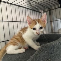 BASILIC, chat à adopter