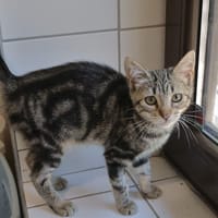 Zia (en cours d'adoption), chatte à adopter