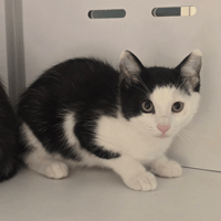 SPRITZ, chatte à adopter