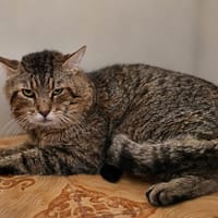 Baloo, chat à adopter