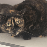 Lilly, chatte à adopter
