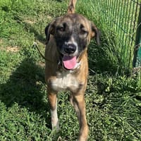 TALYA, chienne à adopter