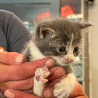 ROCKET, chat à adopter