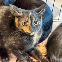SANDY, chatte à adopter