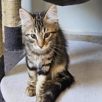 YARIS (réservée), chat à adopter