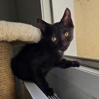 BOO, chat à adopter