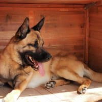RASKO, chien à adopter