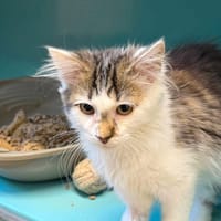 CHARLY, chat à adopter