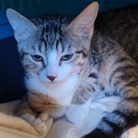 HARPEGE, chatte à adopter
