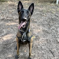VAILA, chienne à adopter