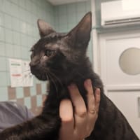GIMMICK, chat à adopter