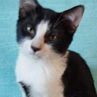 TONY, chat à adopter