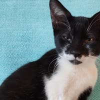 ENZO, chat à adopter
