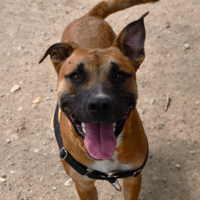 COOPER, chien à adopter