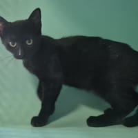 LINO, chat à adopter