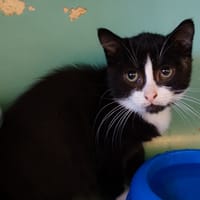 JEEVES, chat à adopter