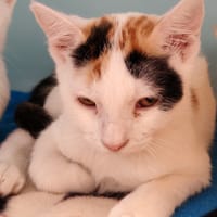 TALIA, chatte à adopter