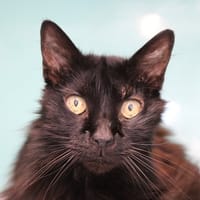 Meeko, chat à adopter
