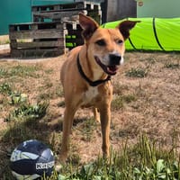 WAKA, chienne à adopter