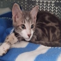 LUNA (Réservée), chatte à adopter