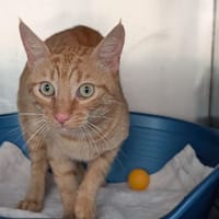 Poutou, chat à adopter