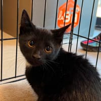 SAXO, chat à adopter