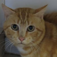 JIYONG, chat à adopter