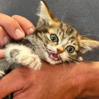 FANTA, chatte à adopter