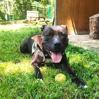 KOBA, chienne à adopter