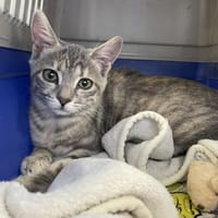 BISCUIT, chatte à adopter