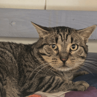 ARAKIRI, chat à adopter