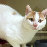 SEKANI PAB29072, chat à adopter
