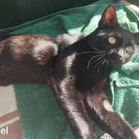 CHARLES (Réservé), chat à adopter
