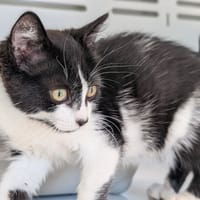 Bijou, chatte à adopter