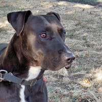TIMAL, chien à adopter