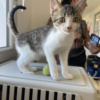 POLLEN, chat à adopter