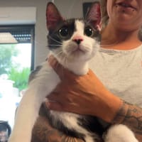 LIPTON, chatte à adopter