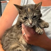 ICE CREAM, chatte à adopter