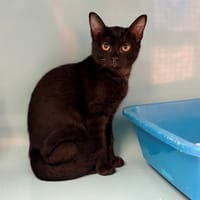 ASSA, chatte à adopter