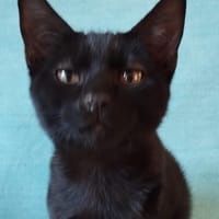 JORDAN, chat à adopter
