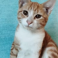 BRANDON, chat à adopter