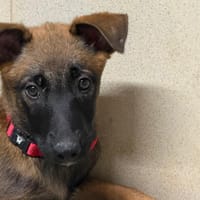 Wanda, chienne à adopter