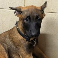 Fury, chienne à adopter