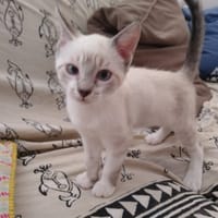 kitty, chat à adopter