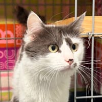 ZAIN, chat à adopter