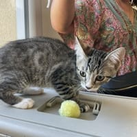 BOURDON, chat à adopter