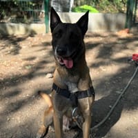 TYSON OAA20096, chien à adopter