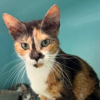 Oria CAB5964, chatte à adopter