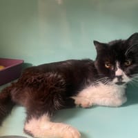 DJIDJI, chatte à adopter